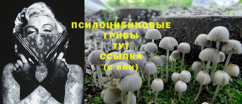 где можно купить   MEGA ссылки  Псилоцибиновые грибы MAGIC MUSHROOMS  Лермонтов 